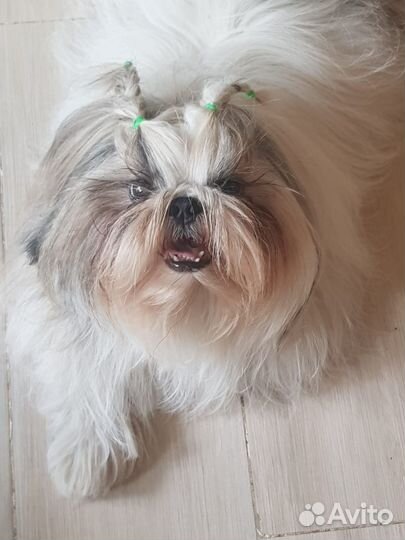 Передержка домашних животных. Загородный дом