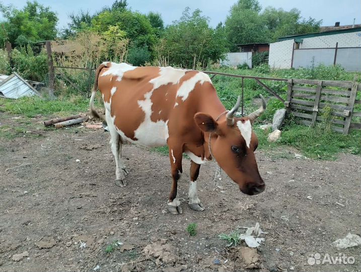 Коровы и телки