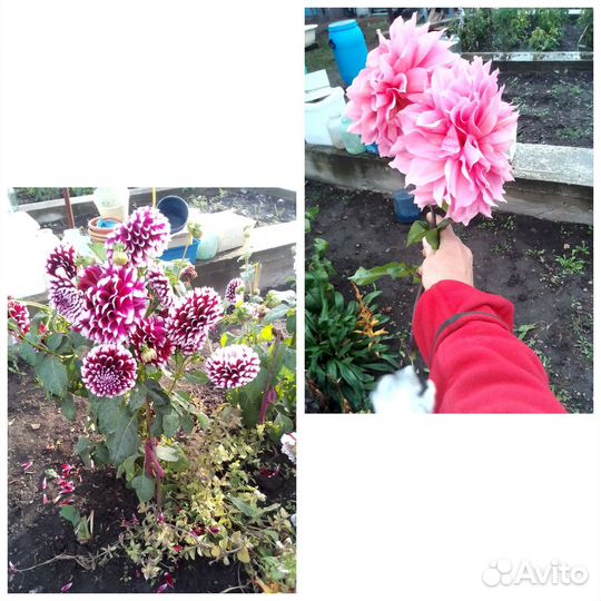 Георгин корень