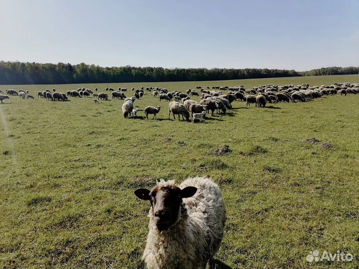 Овцы бараны