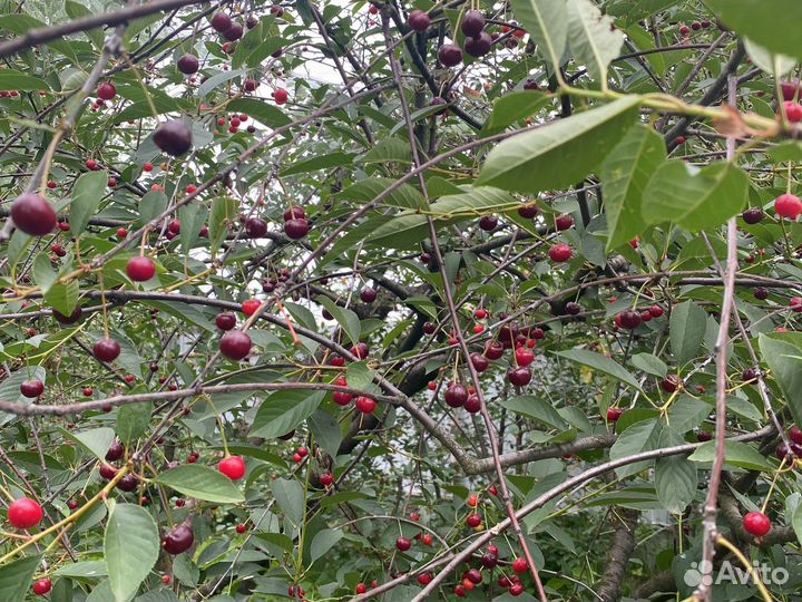 Вишня из своего сада