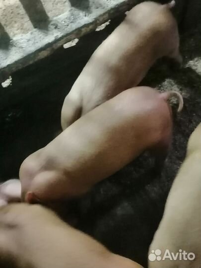 Поросята дюрок