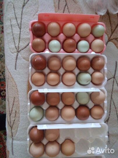 Яйца на инкубацию