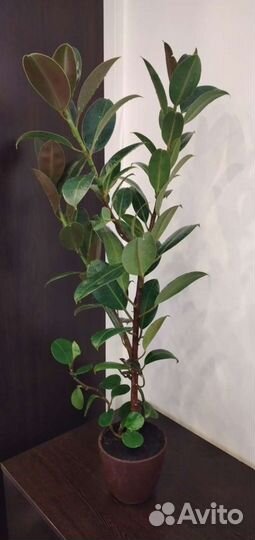 Фикус большой