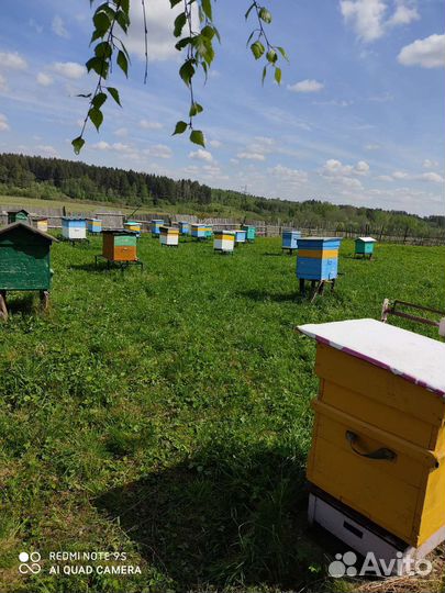 Пчелы среднерусской породы