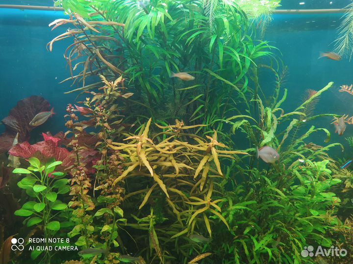 Аквариумные растения