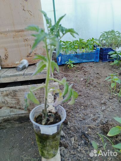 Рассада помидор, перца, баклажан
