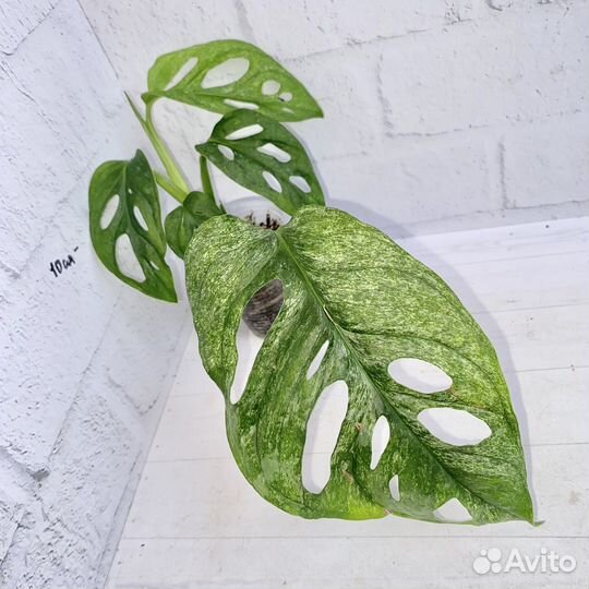 Монстера адансона минт