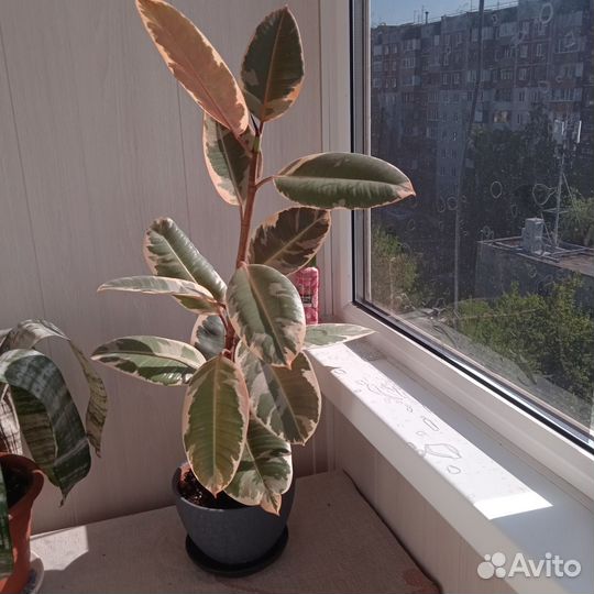 Фикус тинеке