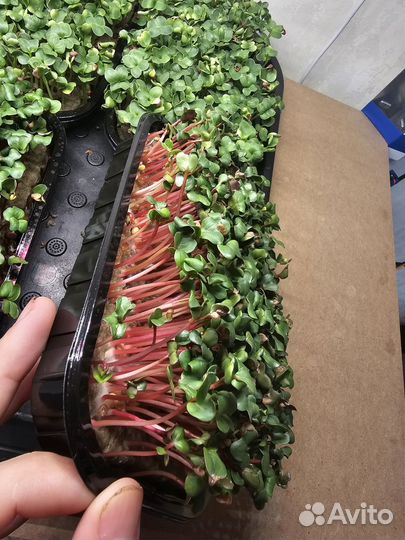 Микрозелень