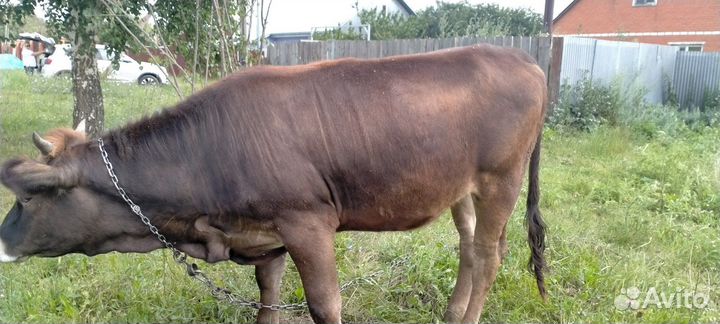 Нетель швиц