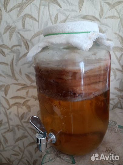 Комбуча чайный гриб купить в Москве