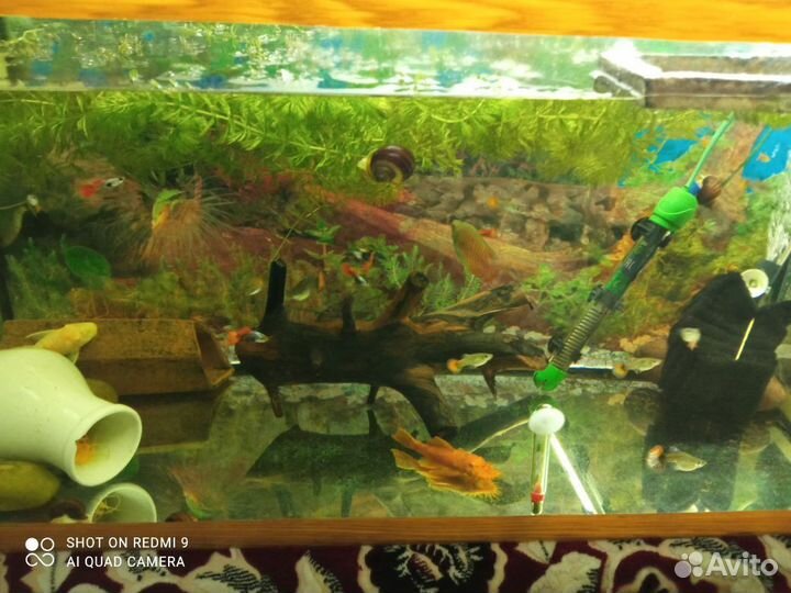 Аквариумные рыбки