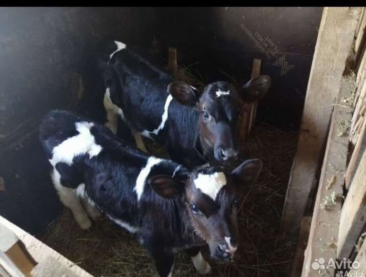 Телята бычки