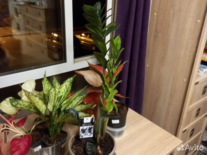 Замиокулькасы