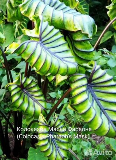 Колоказия Маска Фараона