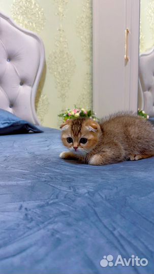 Кот золотая шиншилла