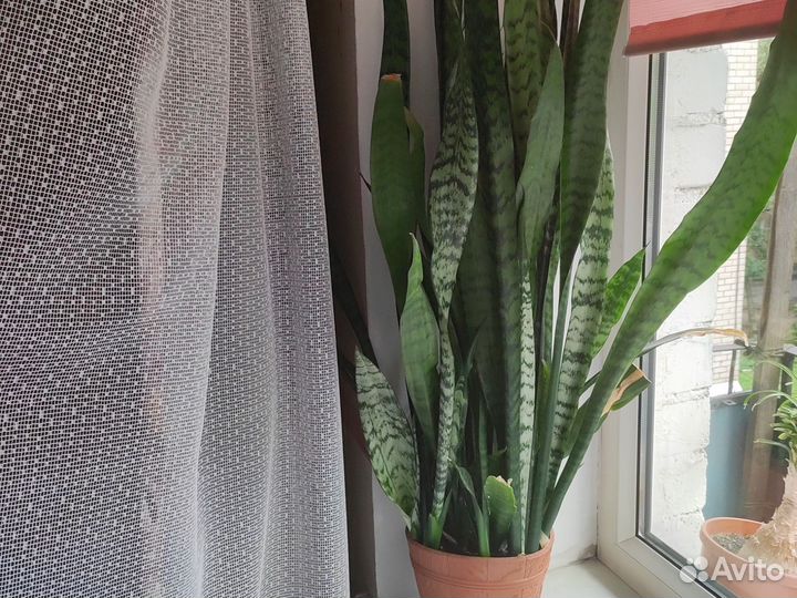 Сансевиерия