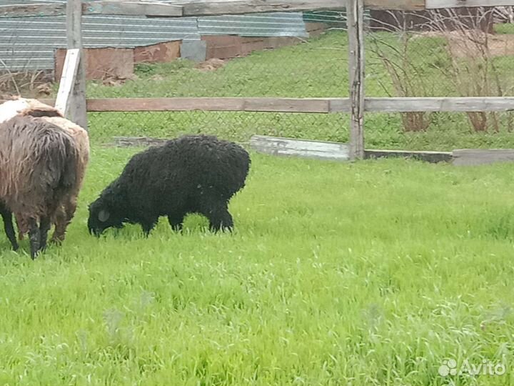 Эдильбаевские бараны овцы