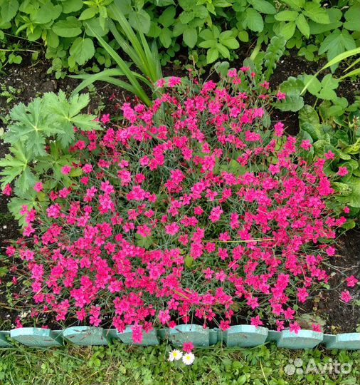 Многолетние садовые растения