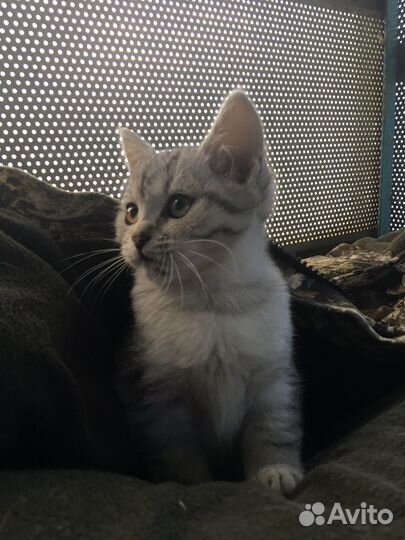 Белый британский котенок