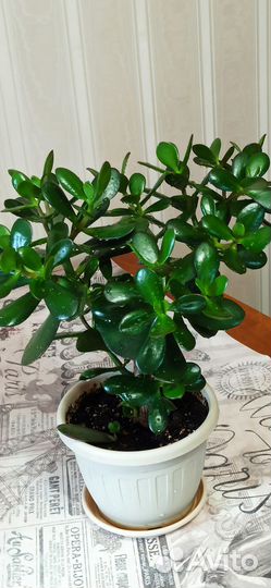 Красула толстянка