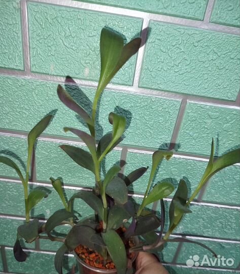 Крестовник и грунт