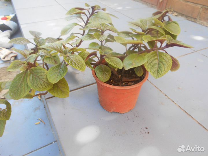 Шоколадница Традесканция Бегония