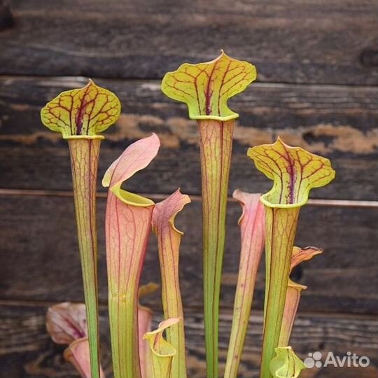 Саррацения Тиго Sarracenia Tygo D12 пересаженная