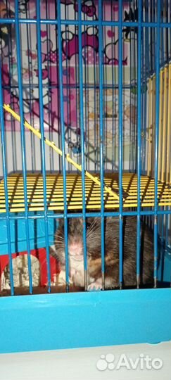 Сирийский хомяк с клеткой