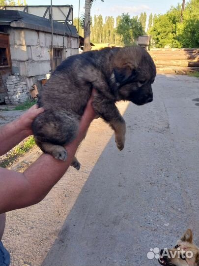 Собака в добрые руки отдам бесплатно