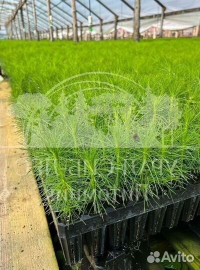 Сеянцы зкс Сосна Ель Лиственница окс Голуб Горн