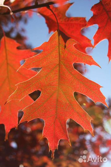 Дуб красный саженцы