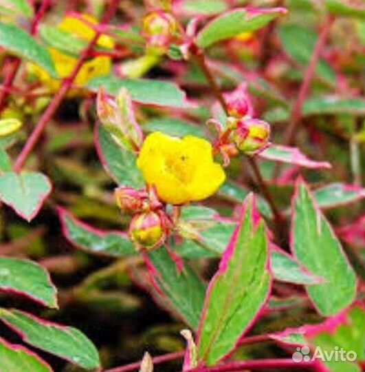 Зверобой,камнеломка, горец,гаура,хебе,хаутюния