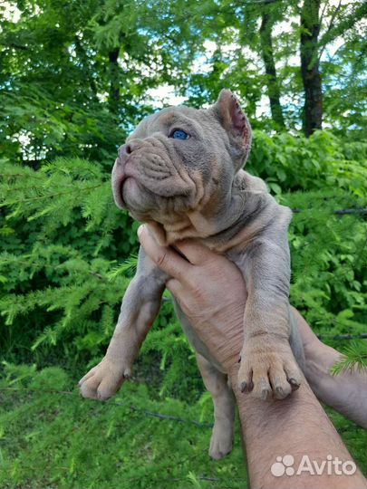 Щенки американского булли покет