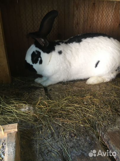 Немецкий Пёстрый Великан