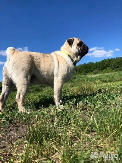 Мопс вязка (мальчик)