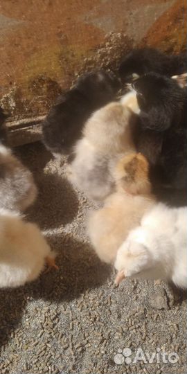 Цыплята суточные