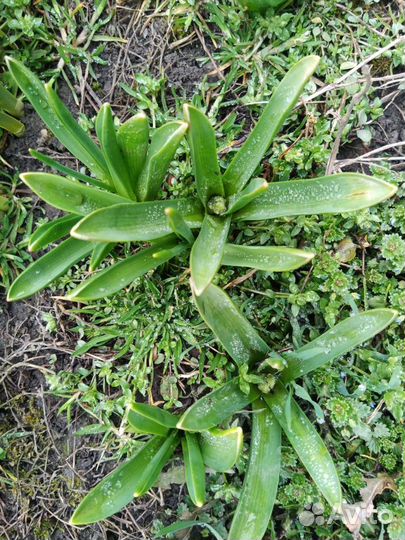 Гиацинты, нарциссы