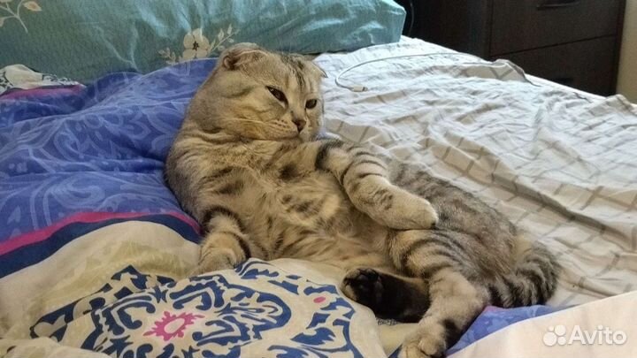 Вязка котов шотландских