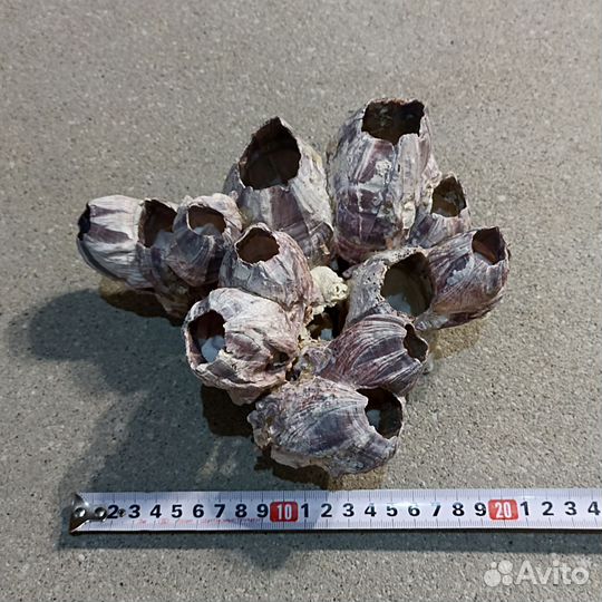 Две друзы барнакла резерв