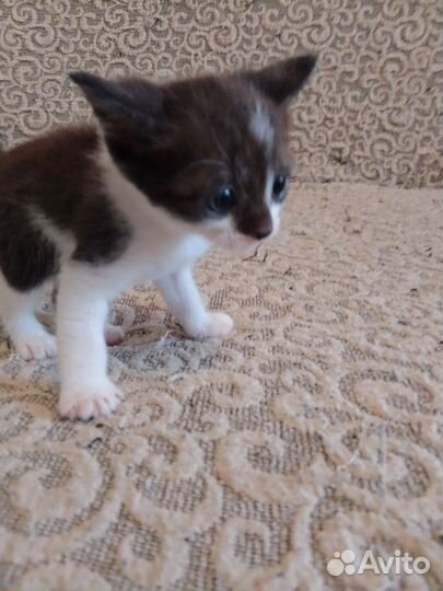 Домашние животные бесплатно