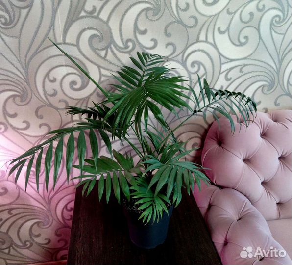 Пальма хамедорея