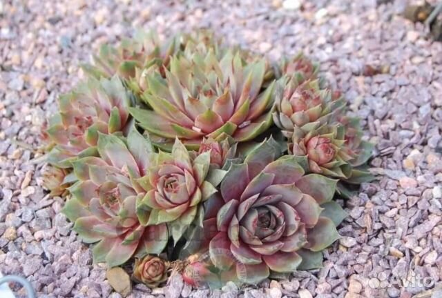 Каменная Роза, хоста