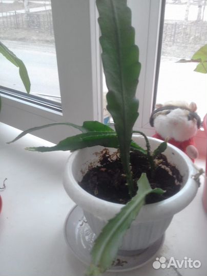 Комнатные растения цветы