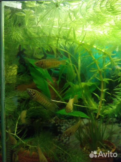 Молодые макроподы