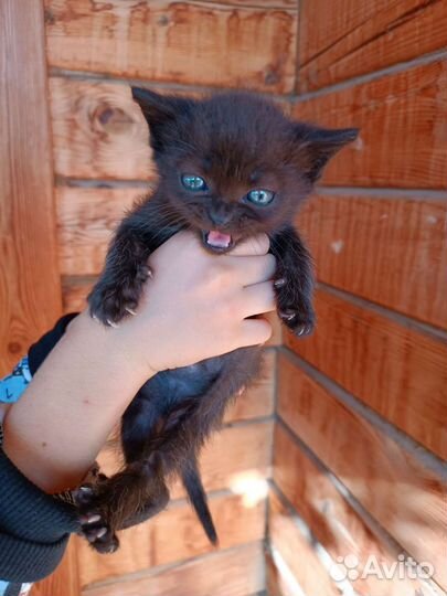 Домашние животные котята