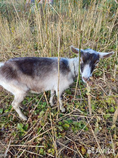 Коза нубийская