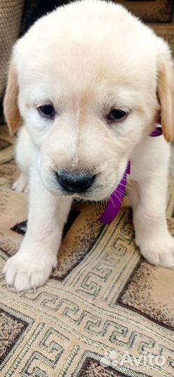 Щенки лабрадора