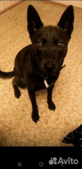 Собака в добрые руки. Помесь Хаски и Лабрадора